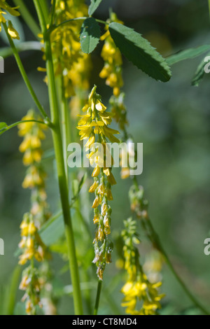 Gerippte Melilot (Melilotus Officinalis) Wilde Blume in England gefunden Stockfoto