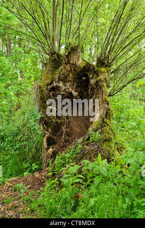 Pollarded Weide (Salix) Stockfoto