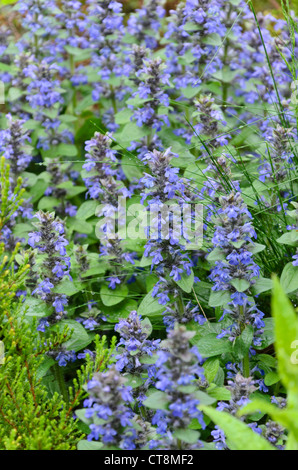 Blau bugle (ajuga genevensis) Stockfoto