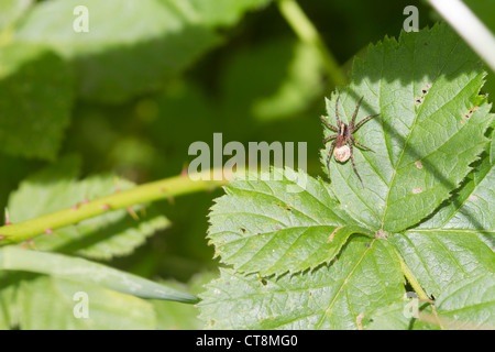 Spinne (Pardosa Monticola) auf einem Blatt mit Eiern Stockfoto