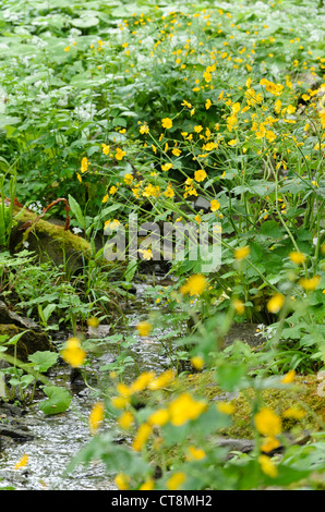 Wolliger Hahnenfuß (Ranunculus lanuginosus) Stockfoto