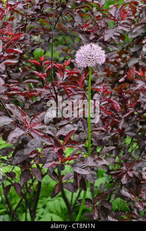 Zierpflanzen Zwiebel (Allium) und Purple leaf Berberitze (Berberis thunbergii 'Atropurpurea') Stockfoto