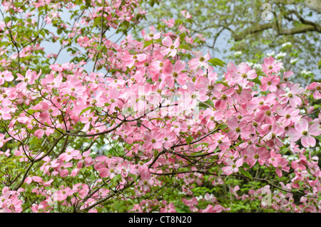 Östlichen blühende Hartriegel (cornus Florida Rubra') Stockfoto