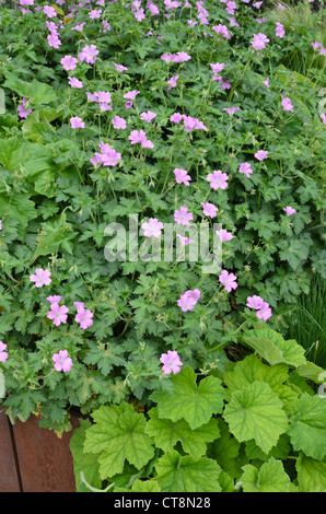 Bloody cranesbill (Geranium Sanguineum) Stockfoto