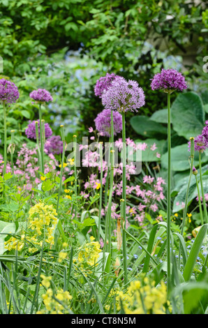 Blühende Zwiebel (Allium aflatunense) Stockfoto