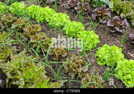 Kopfsalat (Lactuca sativa) und winterheckenzwiebel (Allium fistulosum) Stockfoto