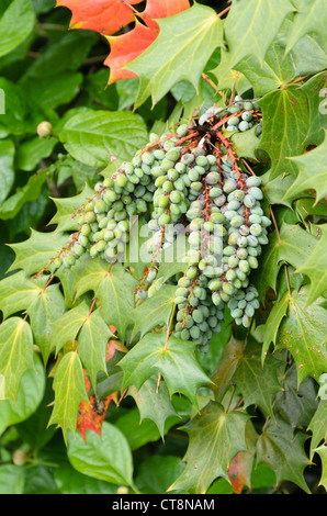 Lederfarn mahonia (mahonia bealei) Stockfoto