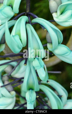 Jade Vine (strongylodon macrobotrys) Stockfoto