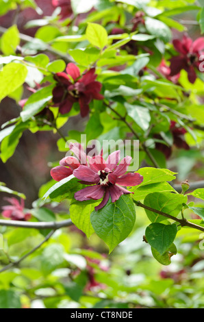 Chinesische wachs Strauch (sinocalycanthus raulstonii' hartlage Wein") Stockfoto