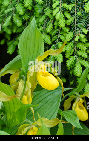 Große gelbe Dame Pantoffel Orchidee (Cypripedium parviflorum var. pubescens) Stockfoto