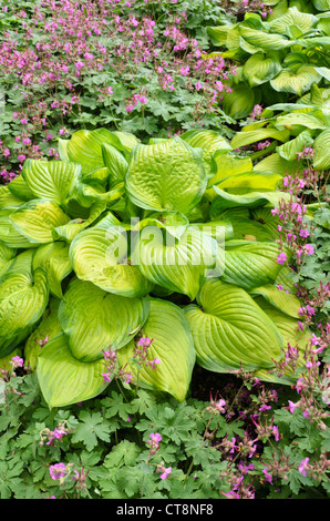 Wegerich Lily (Hosta) und bigroot cranesbill (Geranium macrorrhizum) Stockfoto