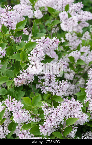 Manchurian Flieder (Syringa Pubescens Subspecies Patula 'Miss Kim') Stockfoto