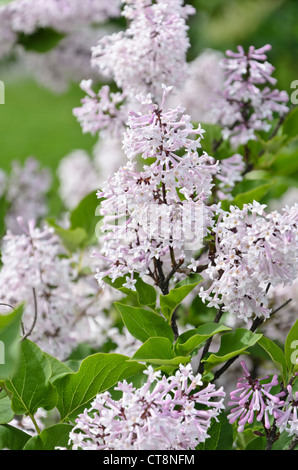 Manchurian Flieder (Syringa Pubescens Subspecies Patula 'Miss Kim') Stockfoto