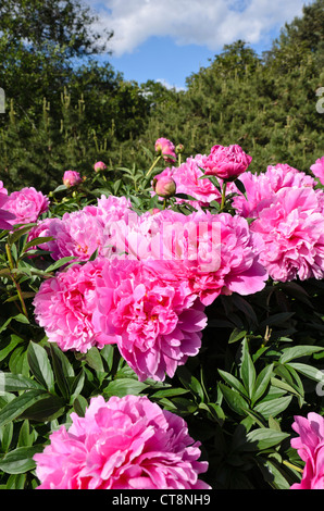 Chinesische Pfingstrose (Paeonia lactiflora 'Kevin') Stockfoto