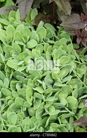 Auffällige Fetthenne (sedum spectabile 'brillant' syn. hylotelephium spectabile 'brillant') Stockfoto