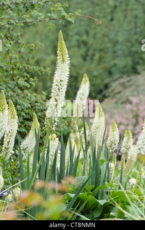 Foxtail Lily (Eremurus himalaicus) Stockfoto