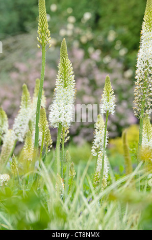 Foxtail Lily (Eremurus himalaicus) Stockfoto