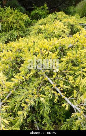 Libanon-Zeder (Cedrus Libani Subspecies Libani) Stockfoto