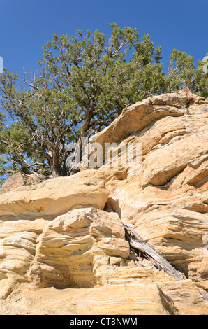 Utah Wacholderbeeren (Juniperus osteosperma), Utah, USA Stockfoto