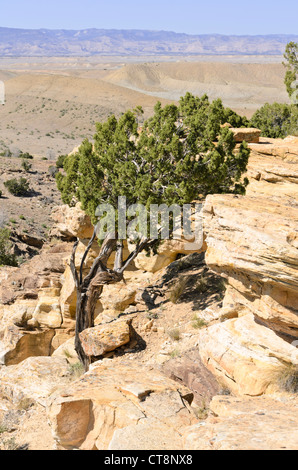 Utah Wacholderbeeren (Juniperus osteosperma), Utah, USA Stockfoto