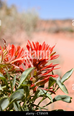 Indian Paintbrush (Caldas) Stockfoto