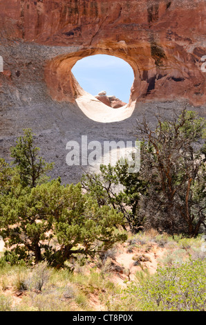 Pinyon Kiefer (Pinus edulis) im Tunnel Arch, Arches National Park, Utah, USA Stockfoto