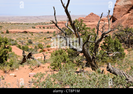 Utah Wacholderbeeren (Juniperus osteosperma) und pinyon Kiefer (Pinus edulis), Arches National Park, Utah, USA Stockfoto