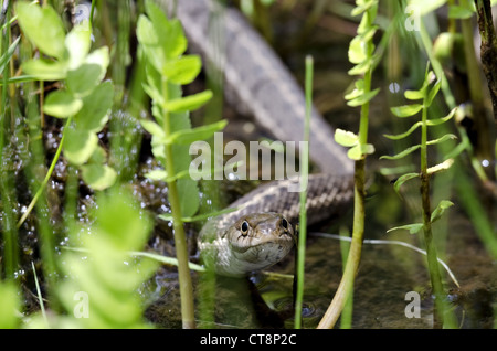 Wandering Strumpfband-Schlange, (Thamnophis Elegans Vagrans), Bluewater Canyon, Zuni Berge, Cibola County, New Mexico, USA Stockfoto