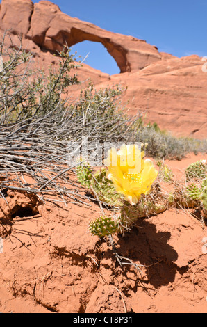 Ebenen Feigenkaktus (Opuntia polyacantha) am Skyline Arch, Arches National Park, Utah, USA Stockfoto