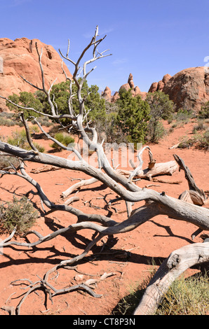 Utah Wacholderbeeren (Juniperus osteosperma), Arches National Park, Utah, USA Stockfoto