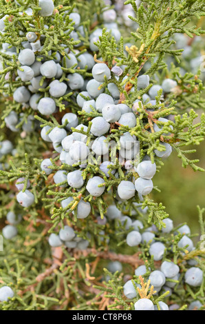 Utah Wacholderbeeren (Juniperus osteosperma) Stockfoto