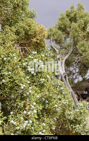 Utah Wacholderbeeren (Juniperus osteosperma) Stockfoto