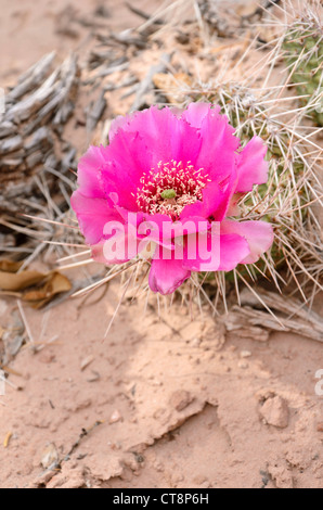 Ebenen Feigenkaktus (Opuntia polyacantha) Stockfoto