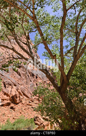 Fremont Pappel (populus Fremontii), Jäger, Canyon, Utah, USA Stockfoto