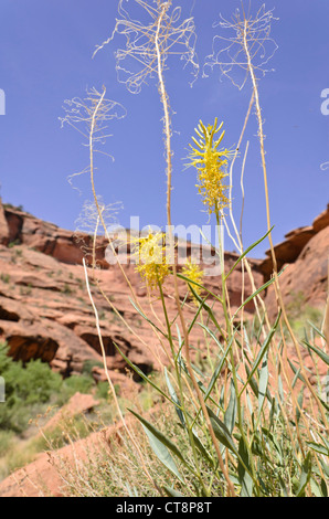 Der Fürst Plume (stanleya pinnata), Jäger, Canyon, Utah, USA Stockfoto