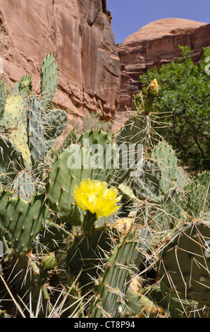 Ebenen Feigenkaktus (Opuntia polyacantha), Jäger, Canyon, Utah, USA Stockfoto