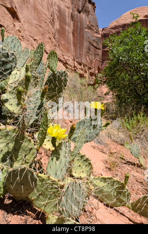 Ebenen Feigenkaktus (Opuntia polyacantha), Jäger, Canyon, Utah, USA Stockfoto