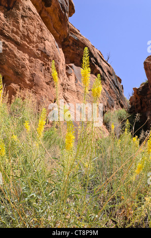 Der Fürst Plume (stanleya pinnata), Jäger, Canyon, Utah, USA Stockfoto