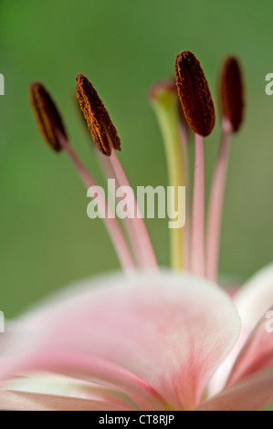 Lilium, Lily Stockfoto