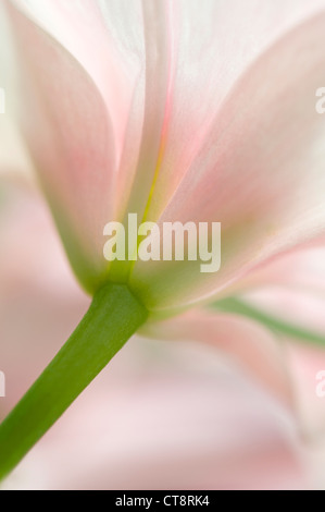 Tulipa Tulpe Stockfoto