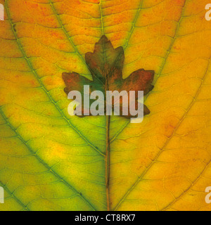 Acer Platanoides, Ahorn, Spitz-Ahorn Stockfoto