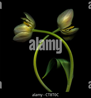 Tulipa Tulpe Stockfoto