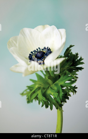 Anemone Stockfoto