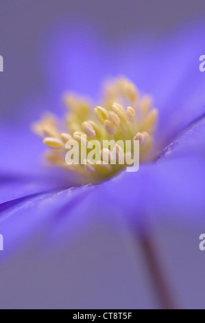 Anemone Blanda 'Atrocaerulea', Anemone Stockfoto