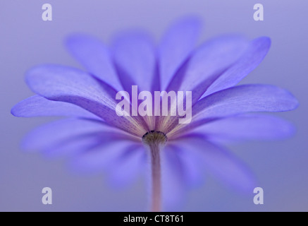 Anemone Blanda 'Atrocaerulea', Anemone Stockfoto