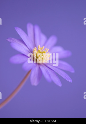 Anemone Blanda 'Atrocaerulea', Anemone Stockfoto