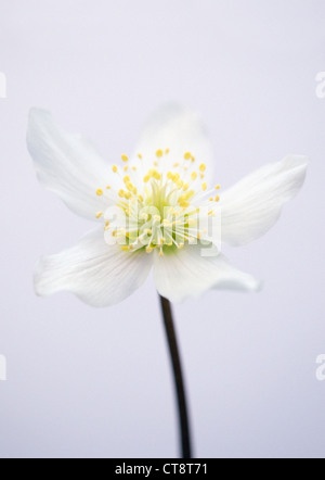 Helleborus Niger, Christrose Stockfoto