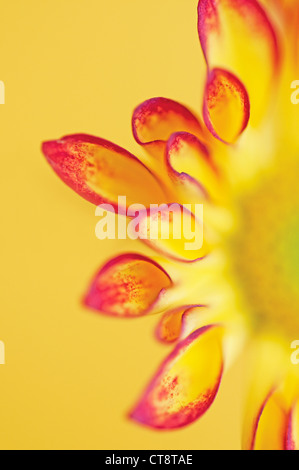 Chrysantheme "Roma", Chrysantheme Stockfoto