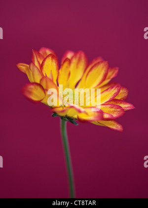 Chrysantheme "Roma", Chrysantheme Stockfoto