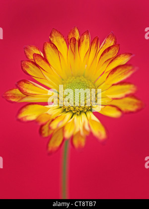 Chrysantheme "Roma", Chrysantheme Stockfoto